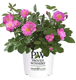 The Plant Shoppe Rose 'Oso Easy Double Pink' PW 2g