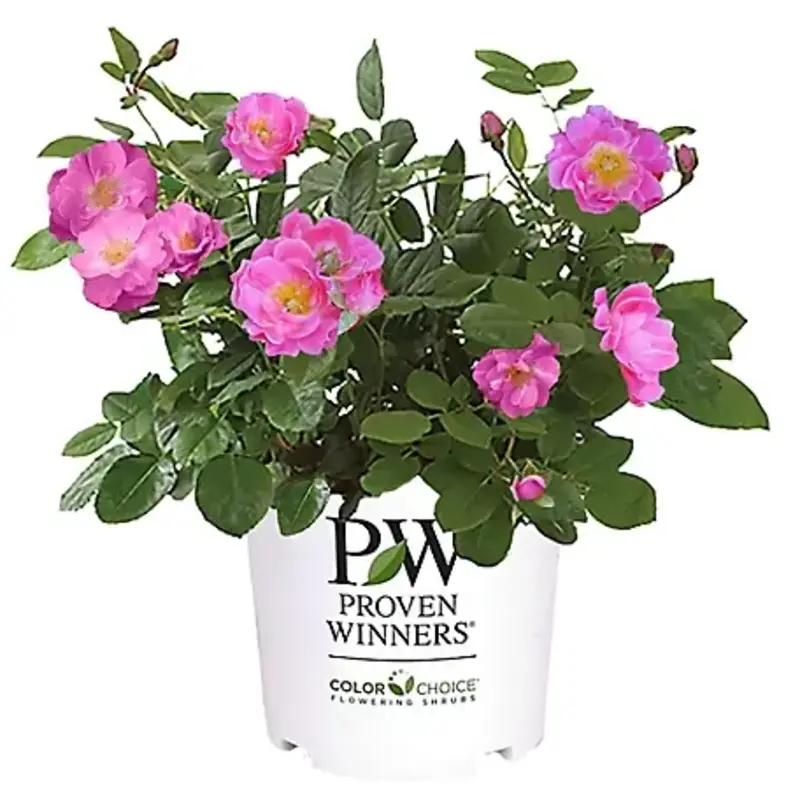 The Plant Shoppe Rose 'Oso Easy Double Pink' PW 2g