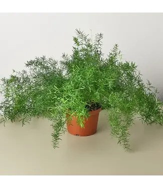Fern Asparagus 6" container