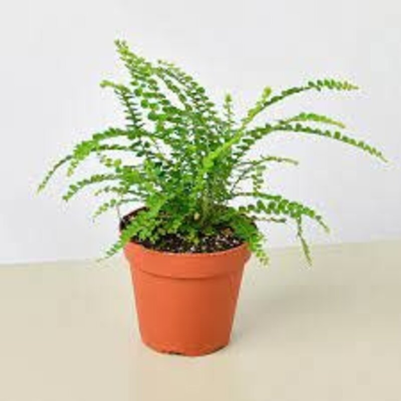 The Plant Shoppe Fern Button 6" pot