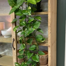 Pothos - Variegated 6"