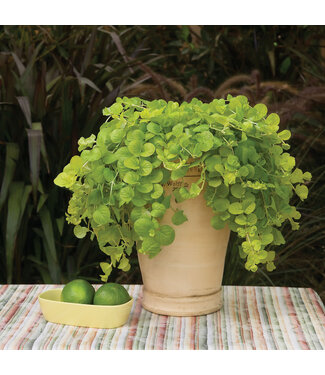 Proven Winner Creeping Jenny, Lysimachia nummularia 4"