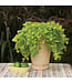 Proven Winner Creeping Jenny, Lysimachia  4"
