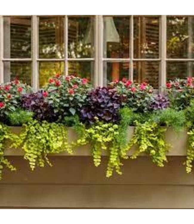Proven Winner Creeping Jenny, Lysimachia  4"