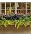Proven Winner Creeping Jenny, Lysimachia  4"