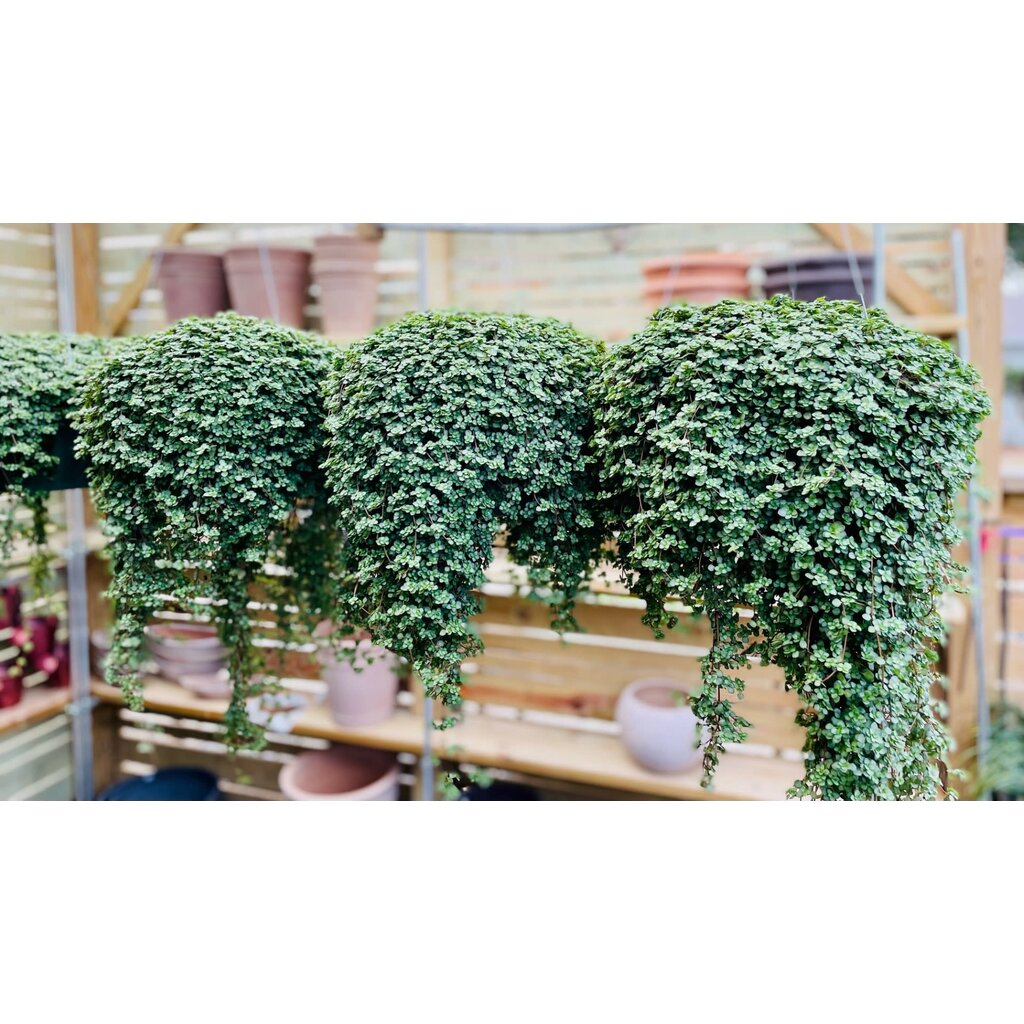 Pilea Glacua 10" HB