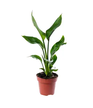 Strelitzia Bird of Paradise 'Mandelas Gold' 1g