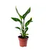 Strelitzia Bird of Paradise 'Mandelas Gold' 1g