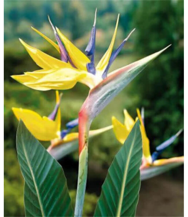 Strelitzia Bird of Paradise 'Mandelas Gold' 1g