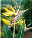 Strelitzia Bird of Paradise 'Mandelas Gold' 1g