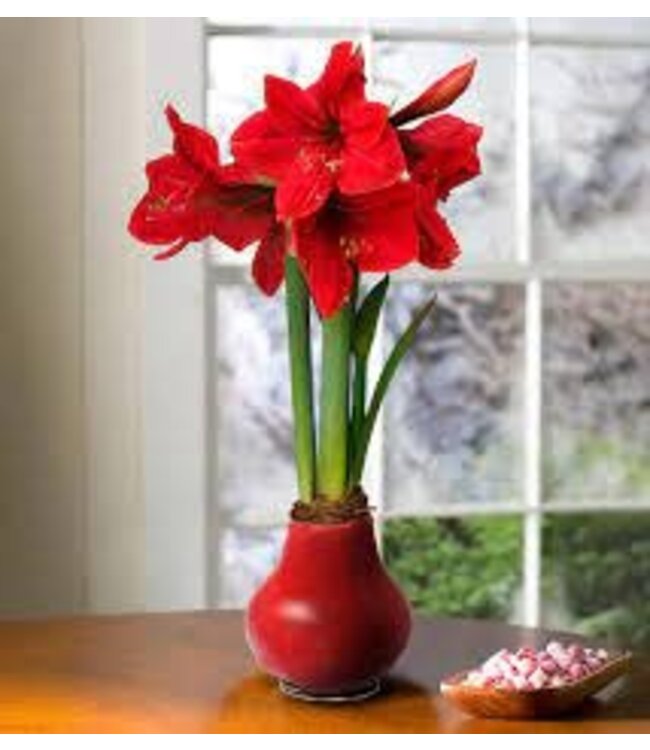 "Pink Warrior" Waxed Amaryllis