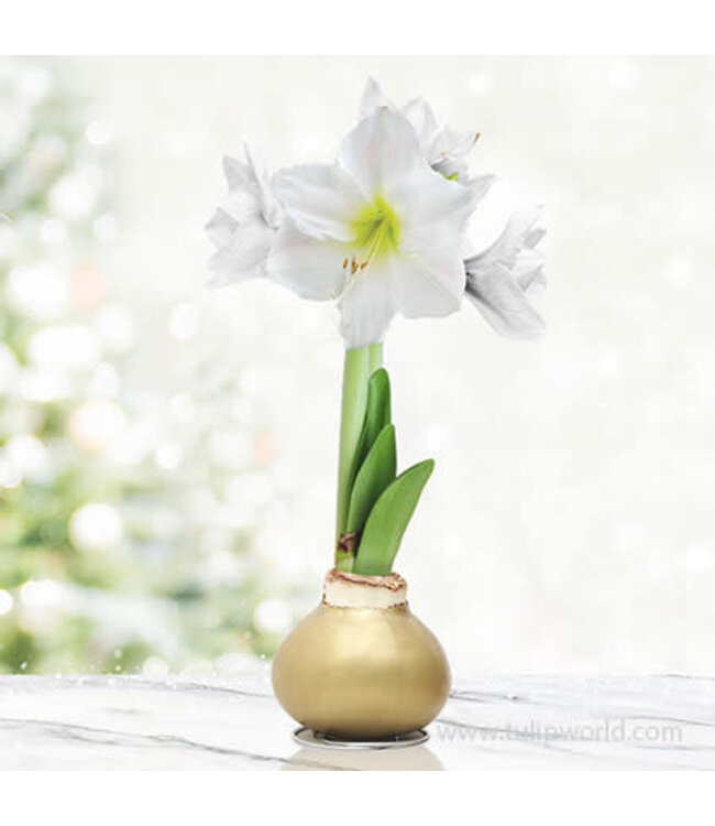 "Pink Warrior" Waxed Amaryllis