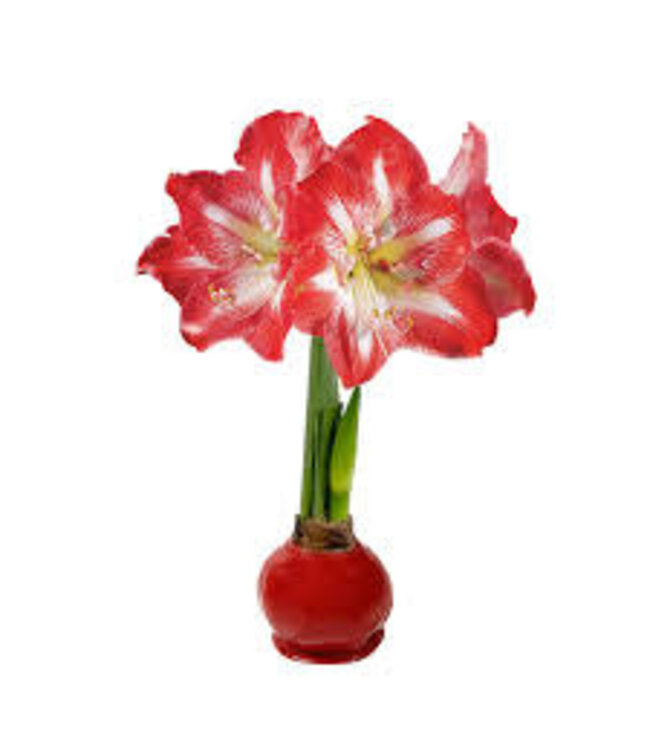 "Pink Warrior" Waxed Amaryllis