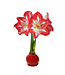 "Pink Warrior" Waxed Amaryllis