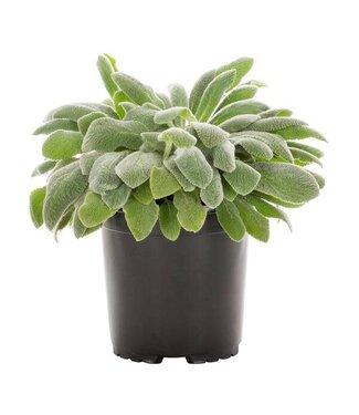 Lamb's Ear, Silver Carpet 6"