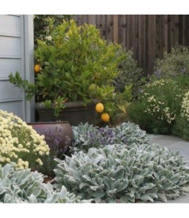 Lamb's Ear, Silver Carpet 6"