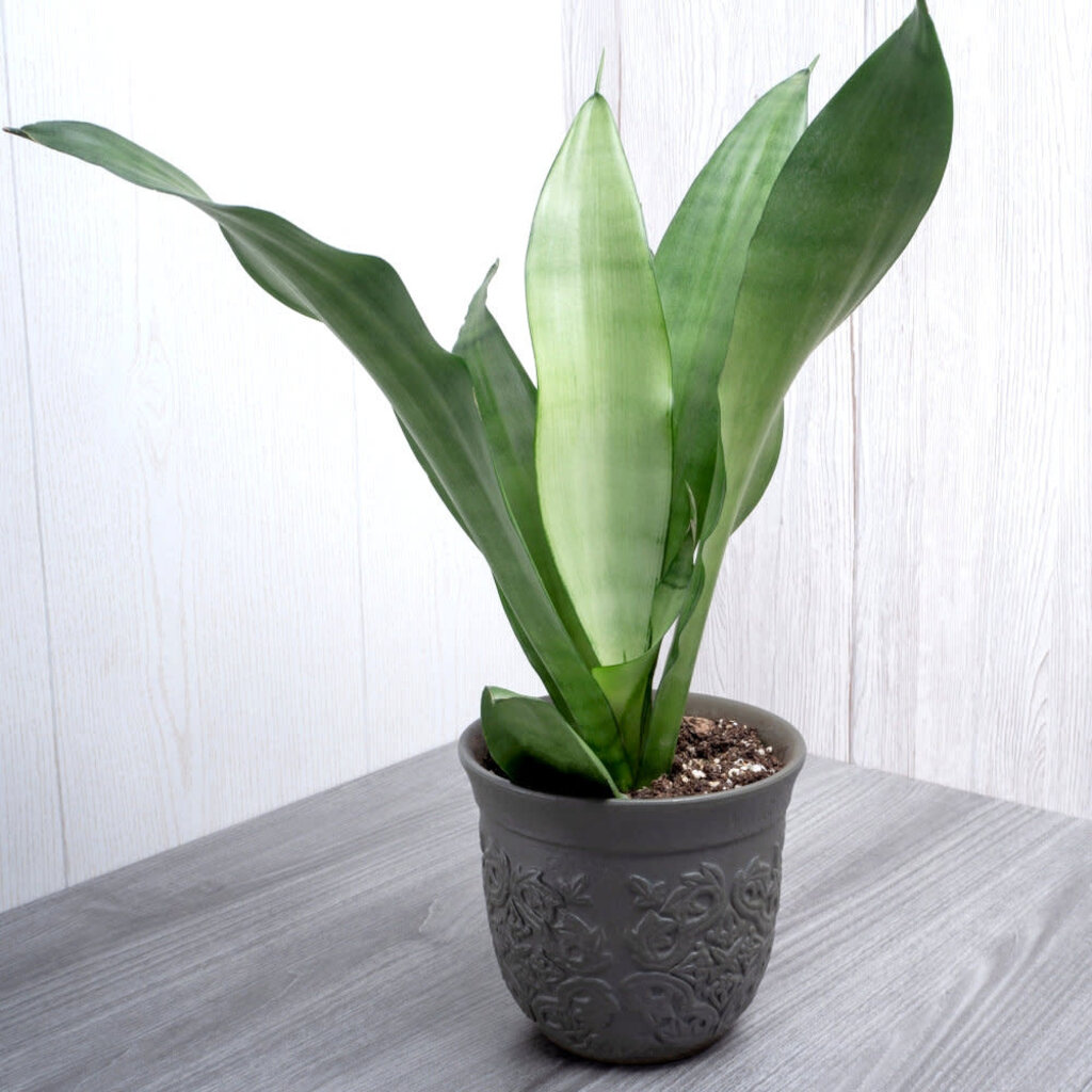 Sansevieria-Moonshine 6"