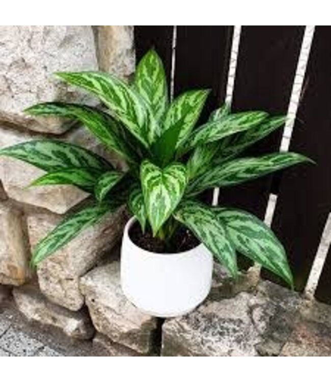Aglaonema Tigress 6"