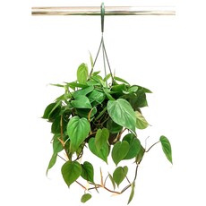Philodendron Cordatum (Heart Leaf) 8" Hanging Basket