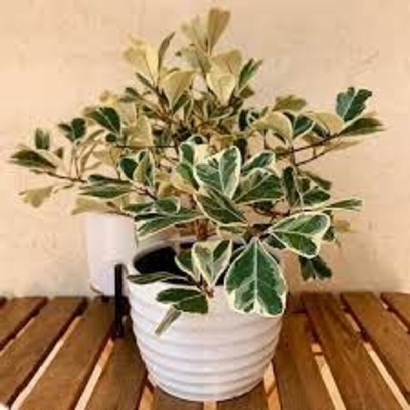 Ficus - Triangularis 6" Grow Pot