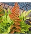 Fern Autumn 1G