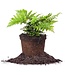 Fern Autumn 1G