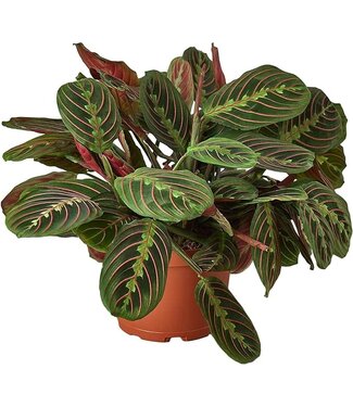 The Plant Shoppe Maranta Red Prayer Plant 6" container