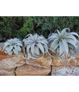 Tillandsia Xerographica, Small (Air Plant)