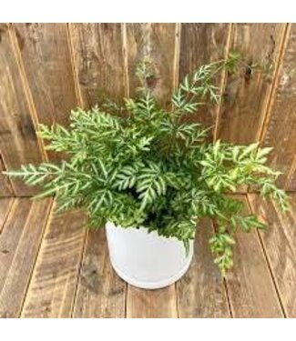 Fern Silver Lace 6" Container