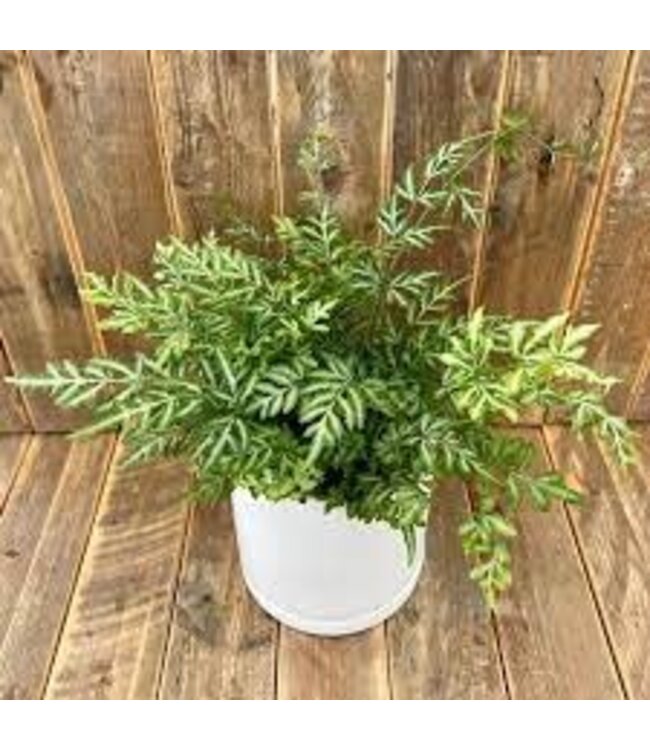 Fern Silver Lace 6" Container