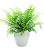 Fern Macho  10" Hanging Basket