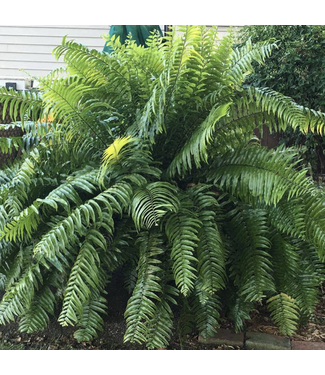 Fern Macho  10" Hanging Basket