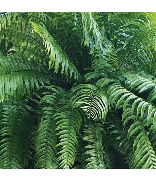 Fern Macho  10" Hanging Basket
