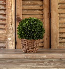 7" Preserved Boxwood Ball In Basket
