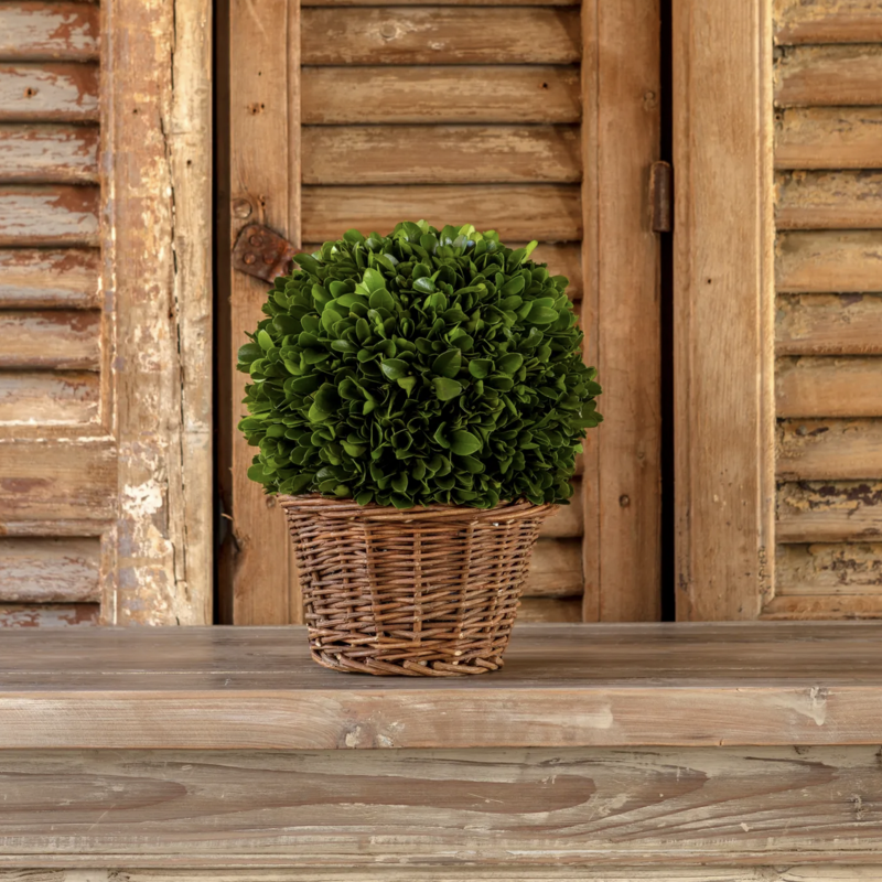 7" Preserved Boxwood Ball In Basket