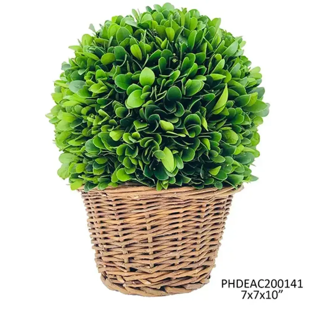 7" Preserved Boxwood Ball In Basket