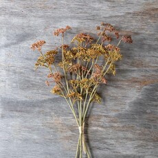 Abigail Ahern MEADOW SEDGE STEM - SUNSET