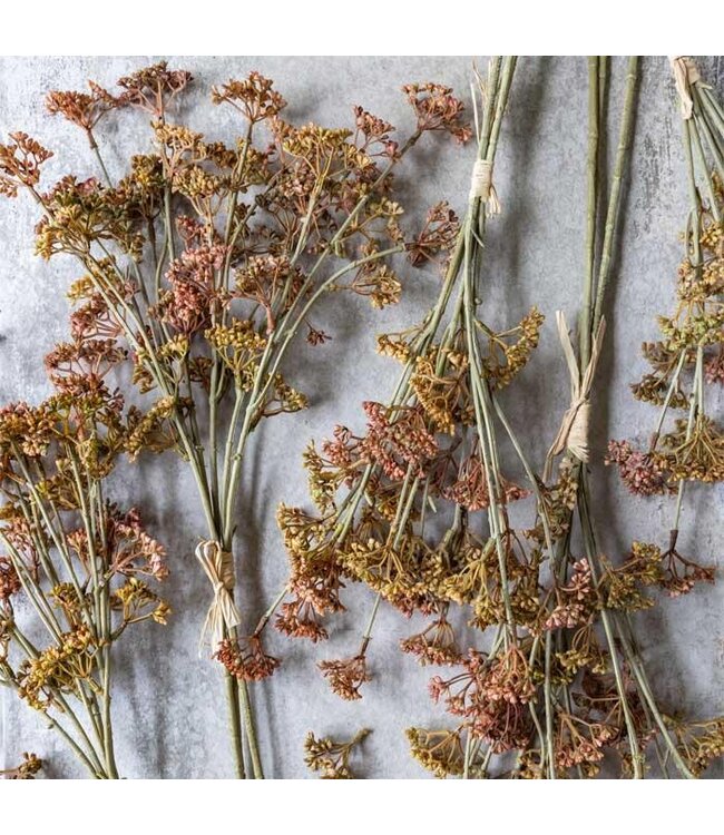 Abigail Ahern MEADOW SEDGE STEM - SUNSET