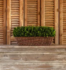 Extra Large Preserved Boxwood Hedge In Basket