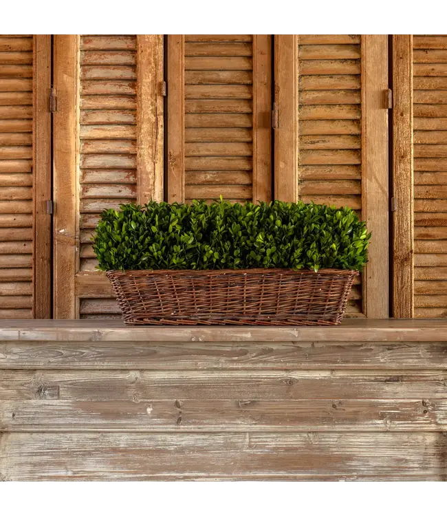 Extra Large Preserved Boxwood Hedge In Basket