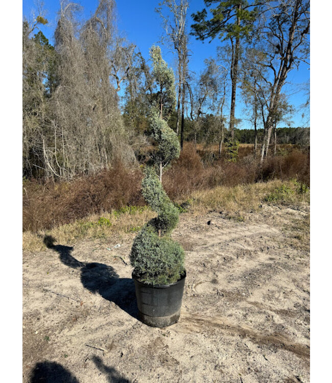 The Plant Shoppe Carolina Sapphire Spiral 15G S/2