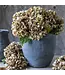 Abigail Ahern HYDRANGEA DUSK STEM