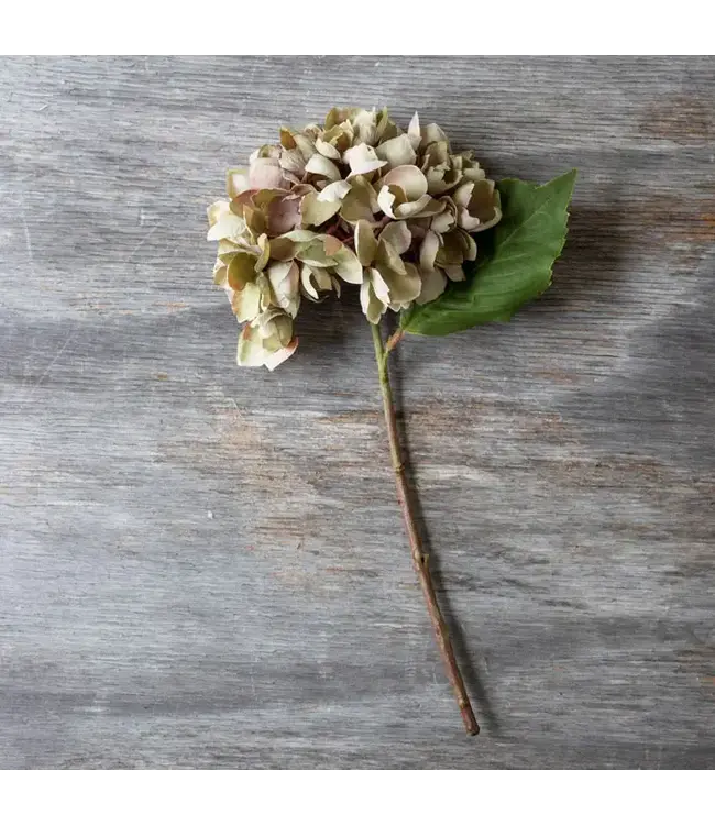 Abigail Ahern HYDRANGEA DUSK STEM