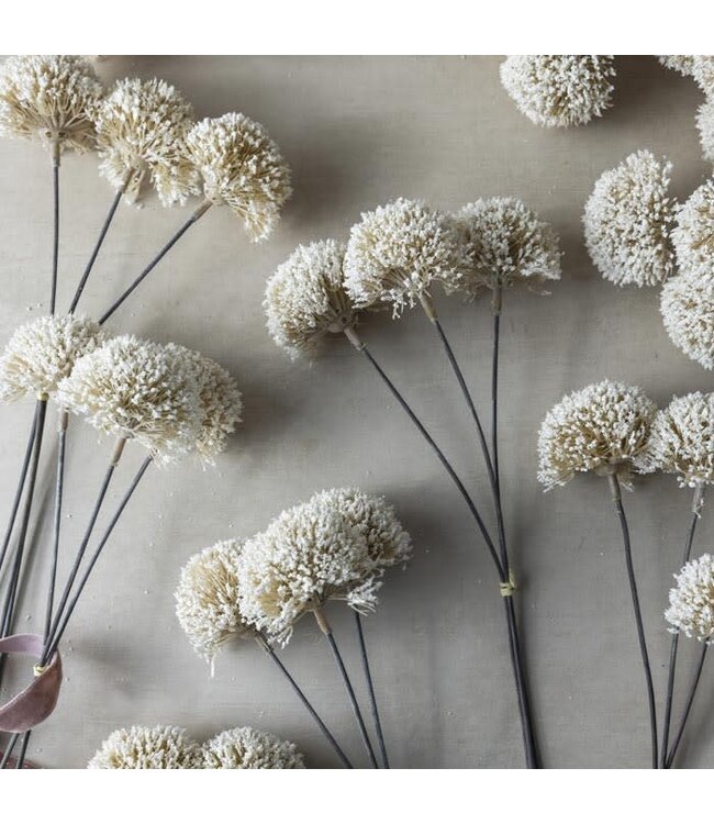 Abigail Ahern ALLIUM CREAM BUNCH