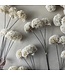 Abigail Ahern ALLIUM CREAM BUNCH