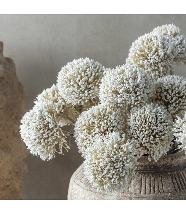 Abigail Ahern ALLIUM CREAM BUNCH