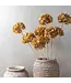 Abigail Ahern HYDRANGEA WALNUT STEM