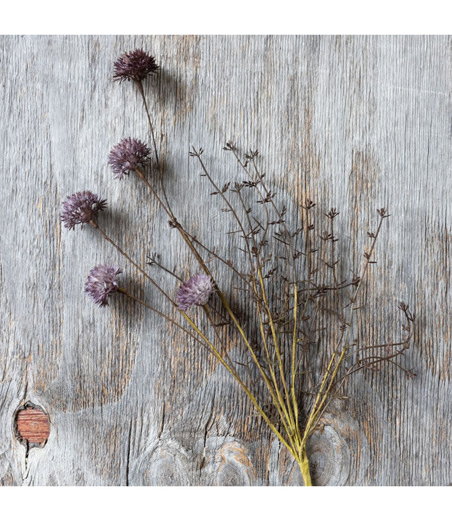 Abigail Ahern MELALEUCA PURPLE STEM