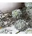 Abigail Ahern MELALEUCA DUSK STEM