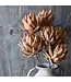 Abigail Ahern LOTUS STEM